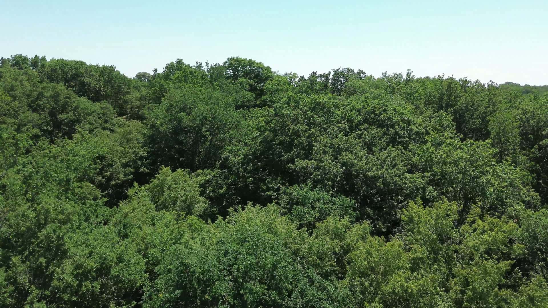 Vue aérienne d'une forêt de feuillus